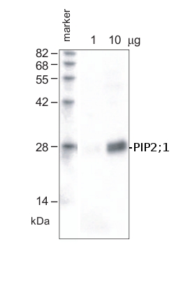 western blot using anti-PIP2;1 antibodies 